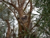 Koala at Warratah Bay