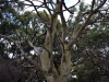 Old tree at Warratah Bay