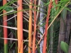 Bright red bamboo Cairns