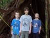 Daintree forest 3 boys