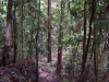 Daintree forest track