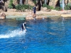 Sea World - Dolphin show